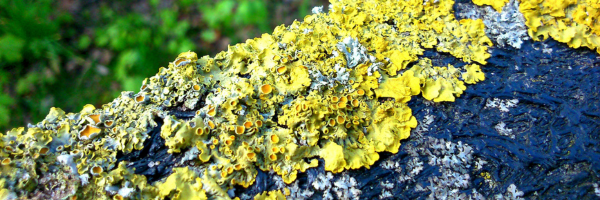 Blue and yellow lichen growing in a forest.